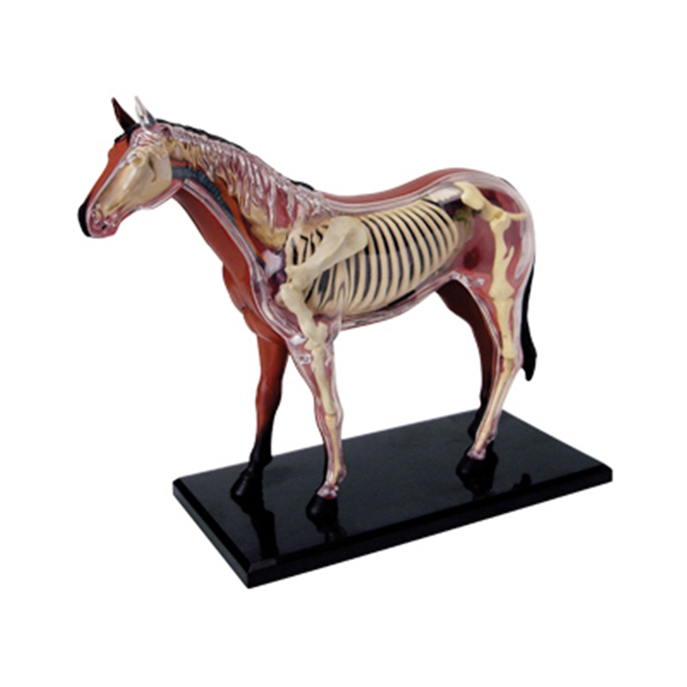 Science Diy Model - Dierlijke Orgel Anatomie Model 4D Paard