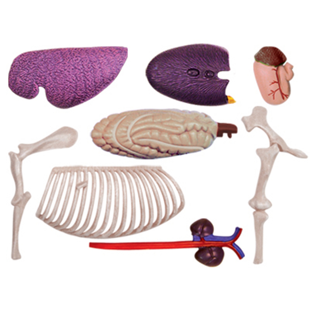 Dierlijke Orgel Anatomie Model - Science Diy Model recensie en prijs
